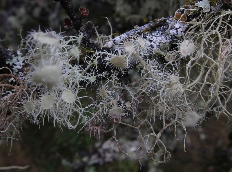 Beard Lichen photo 5