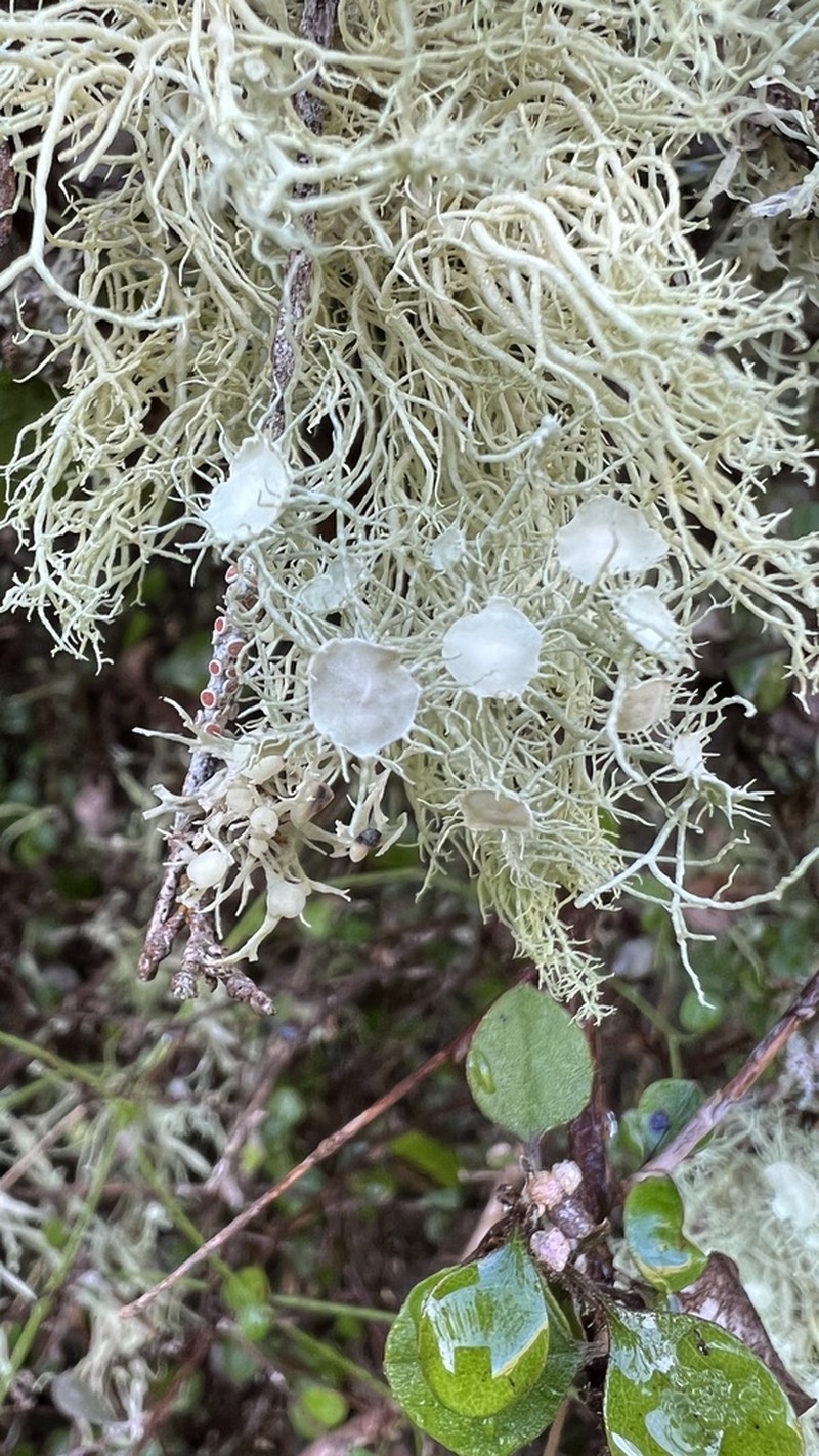 Beard Lichen photo 6