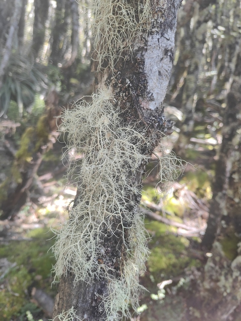 Beard Lichen photo 7