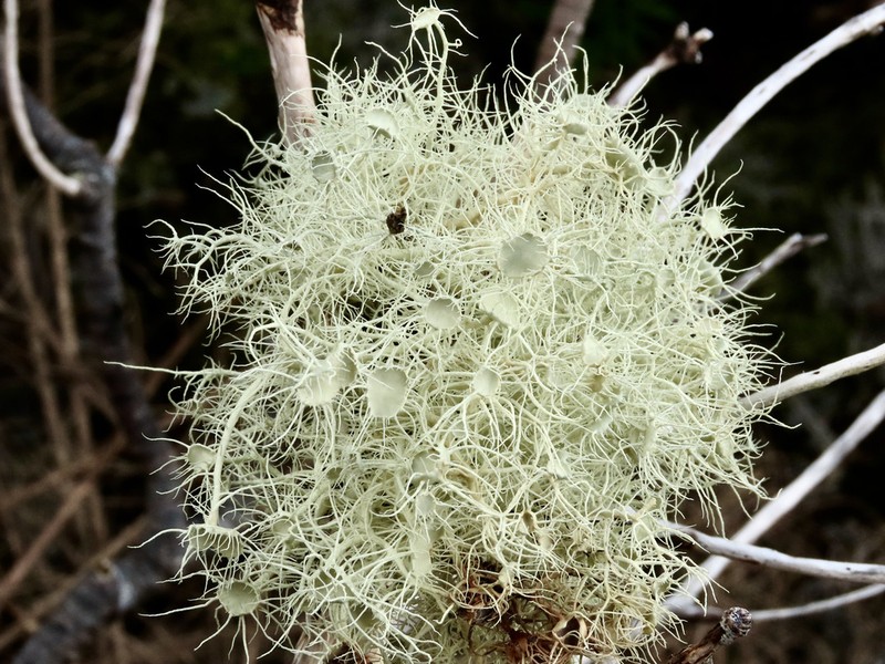 Beard Lichen photo 8
