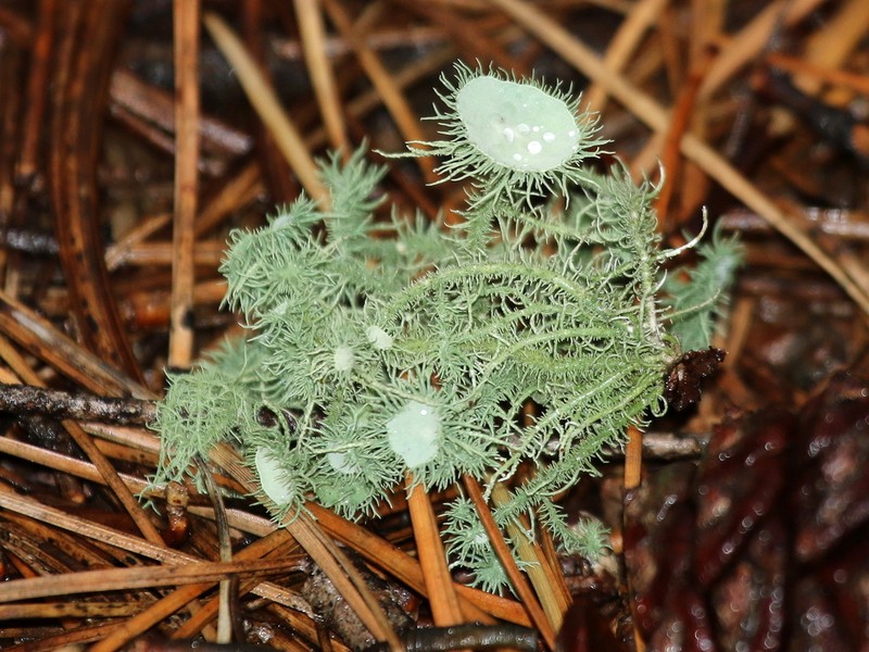 Beard Lichen