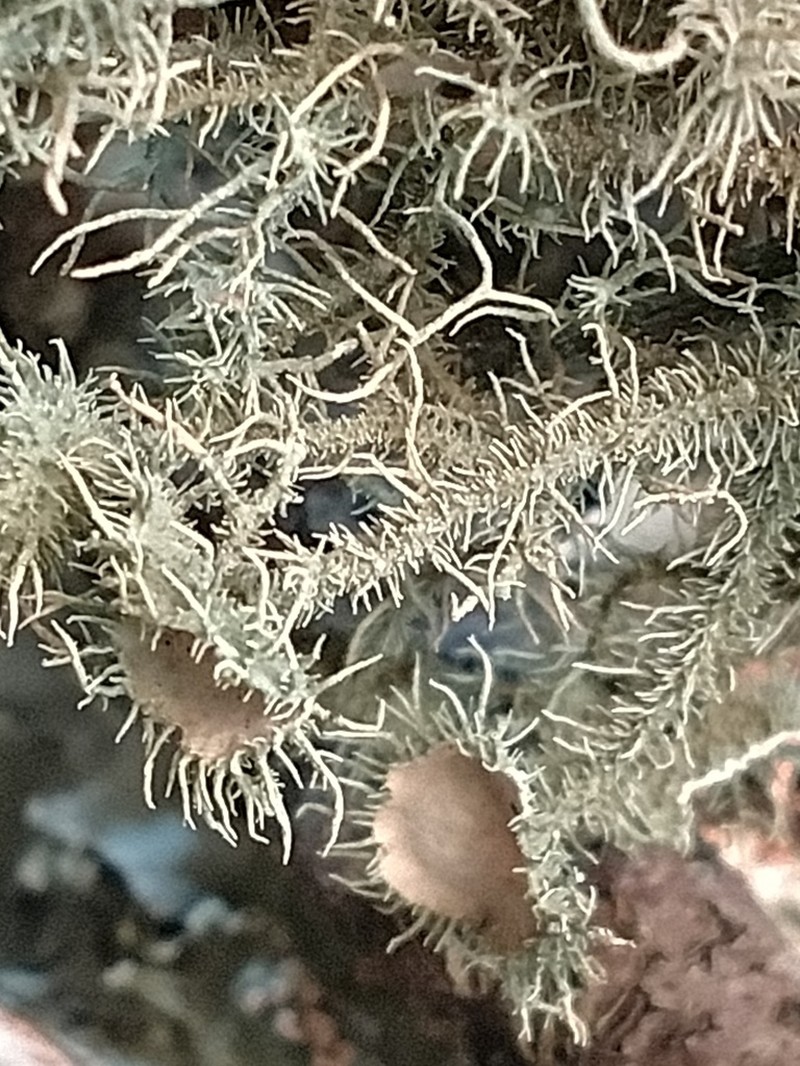 Beard Lichen photo 2
