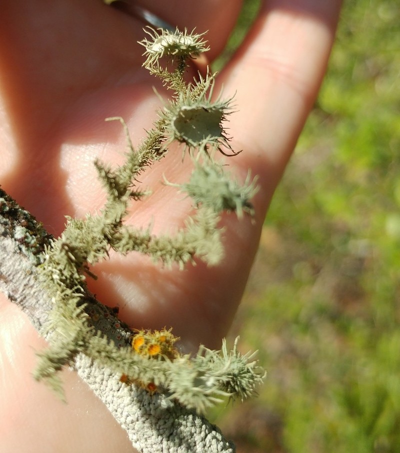 Beard Lichen photo 3