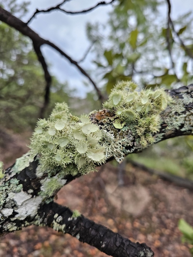 Beard Lichen photo 4