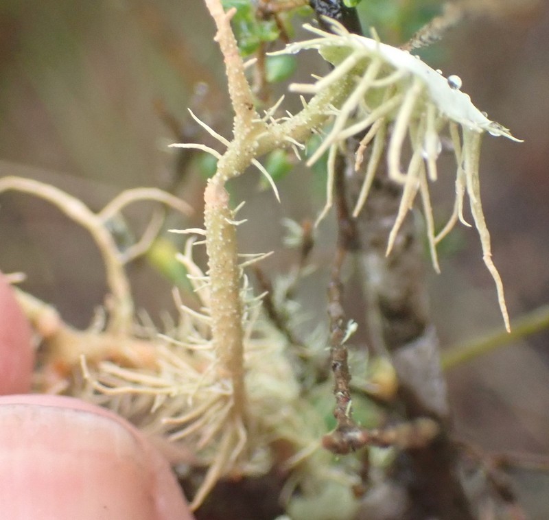 Beard Lichen photo 5