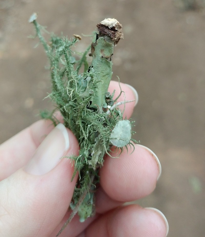 Beard Lichen photo 6