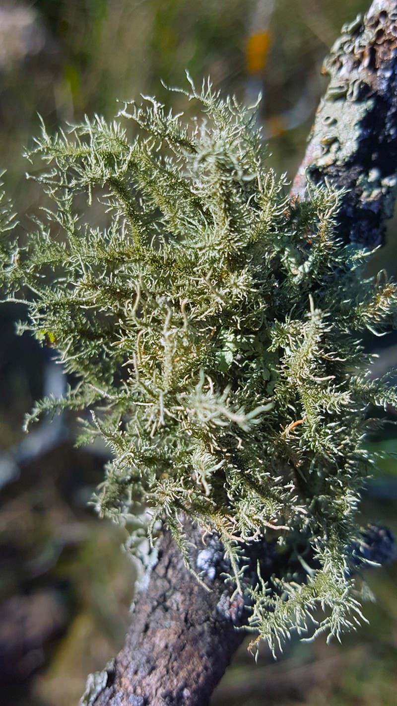 Beard Lichen photo 7