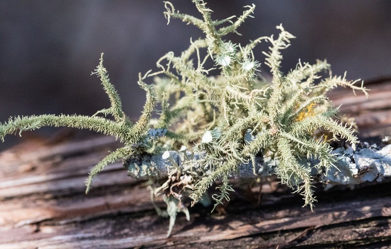 Beard Lichen photo 8