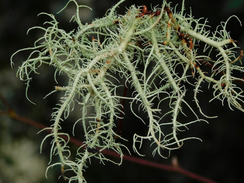 Beard Lichen