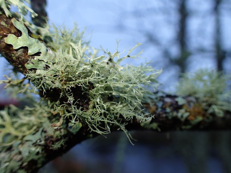 Beard Lichen photo 2