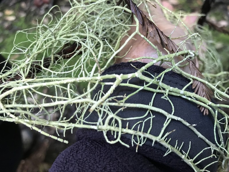 Beard Lichen photo 3