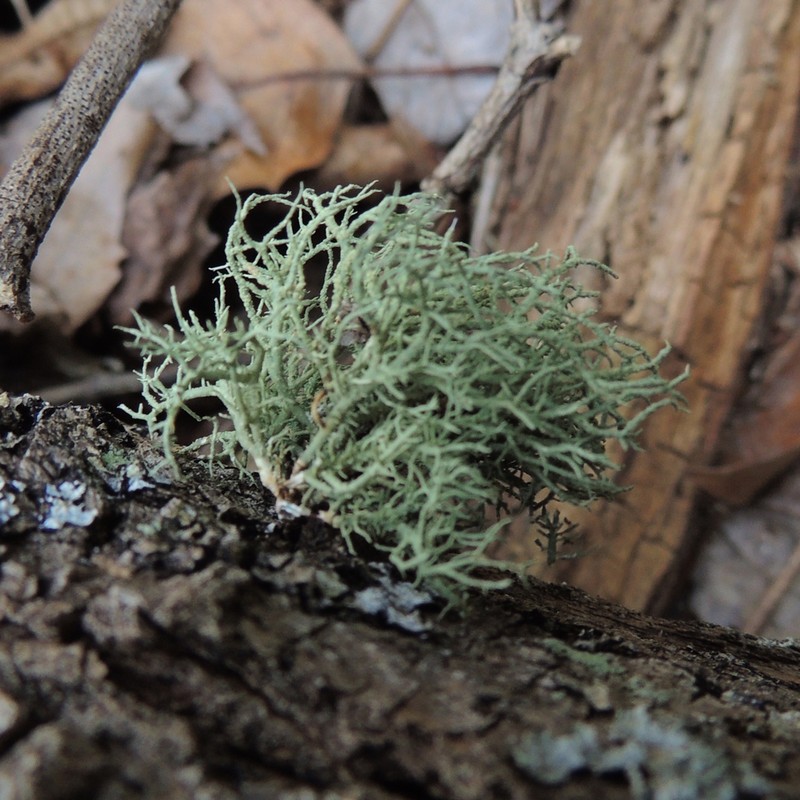 Beard Lichen photo 4