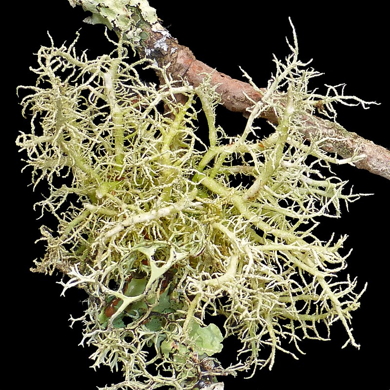 Beard Lichen photo 5