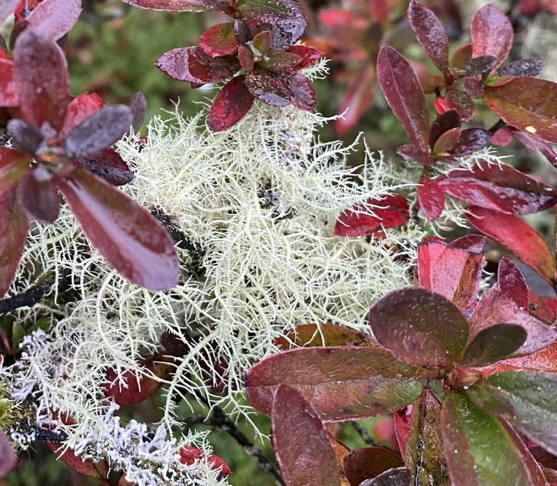 Beard Lichen photo 6