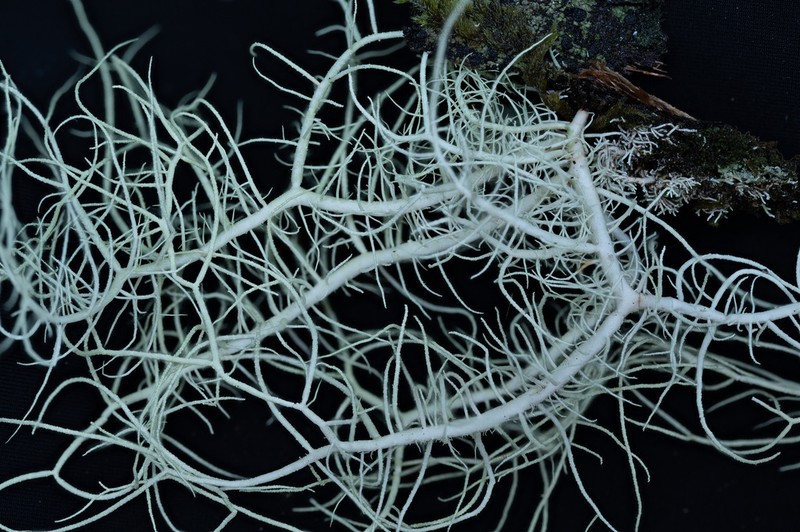 Beard Lichen photo 7