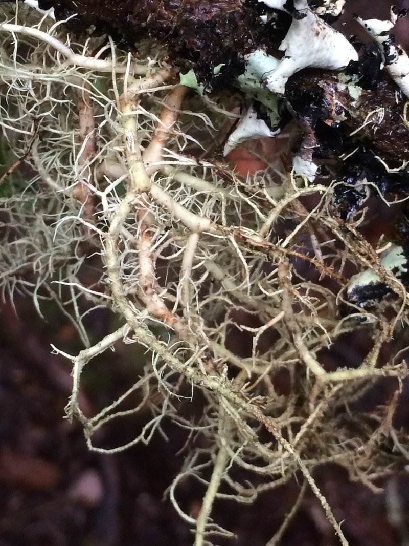 Beard Lichen photo 8