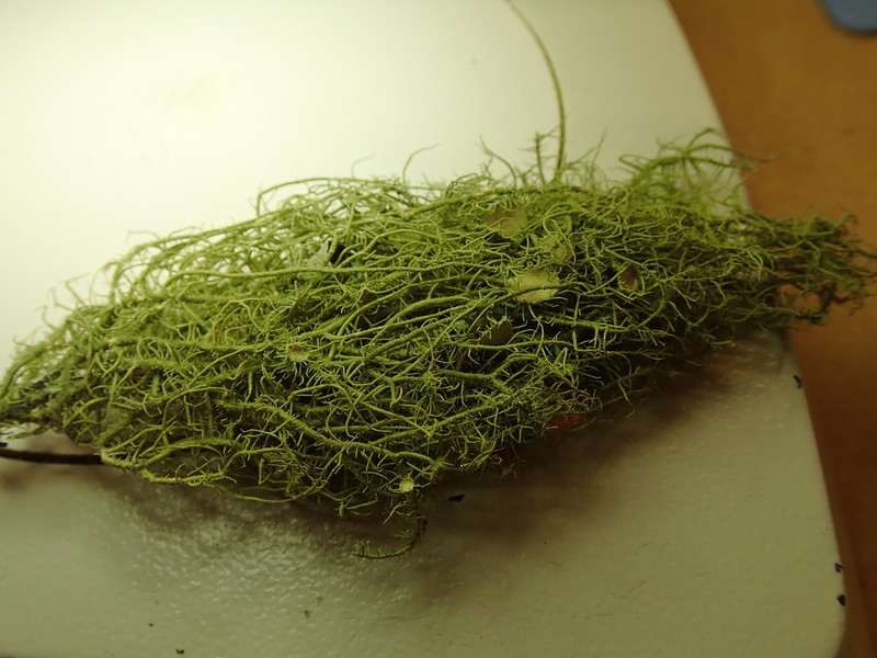 Usnea dasaea photo 2