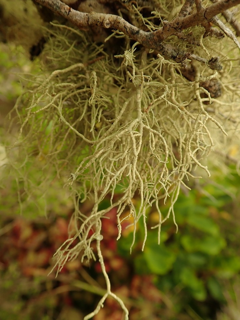 Usnea dasaea photo 3