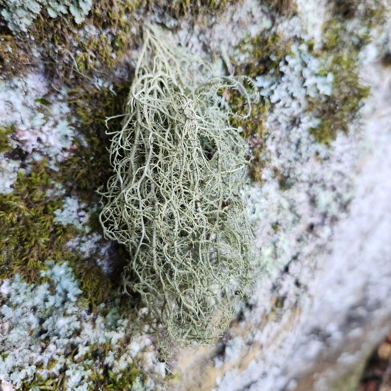 Usnea dasaea photo 4