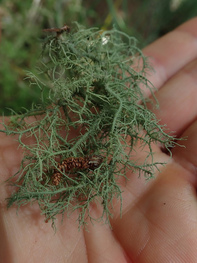 Usnea dasaea photo 5
