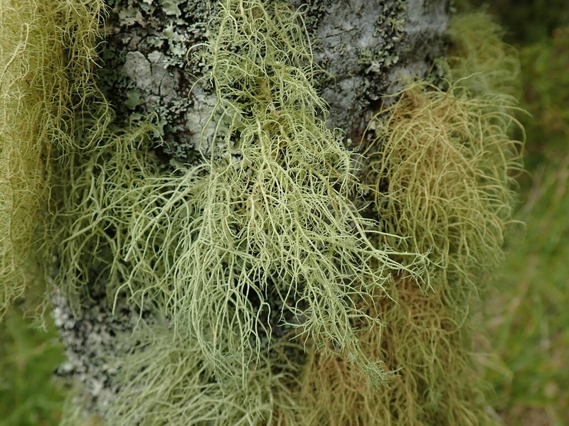 Usnea dasaea photo 6
