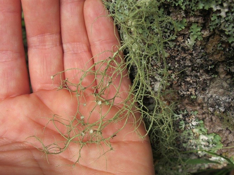Usnea dasaea photo 7