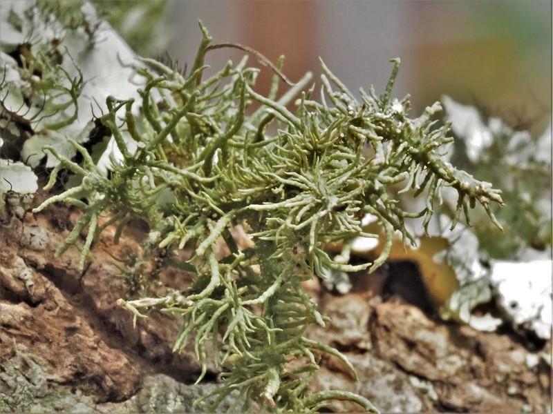 Usnea dasaea photo 8