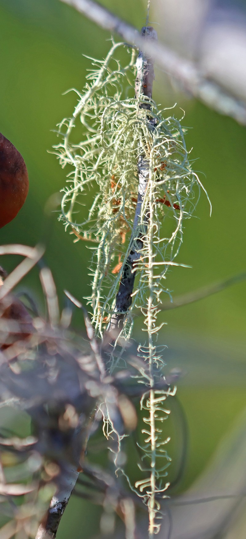 Beard Lichen