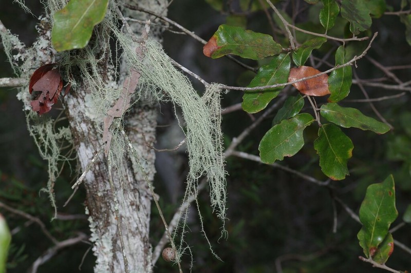 Beard Lichen photo 2