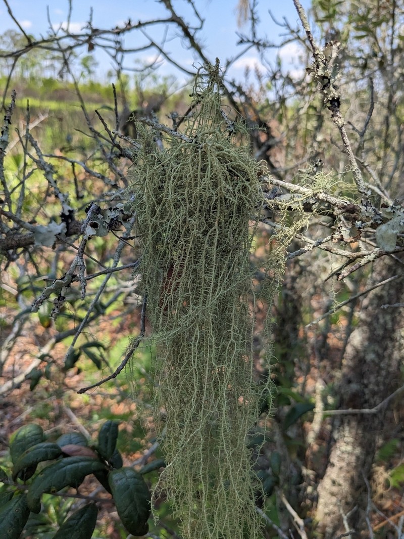 Beard Lichen photo 3
