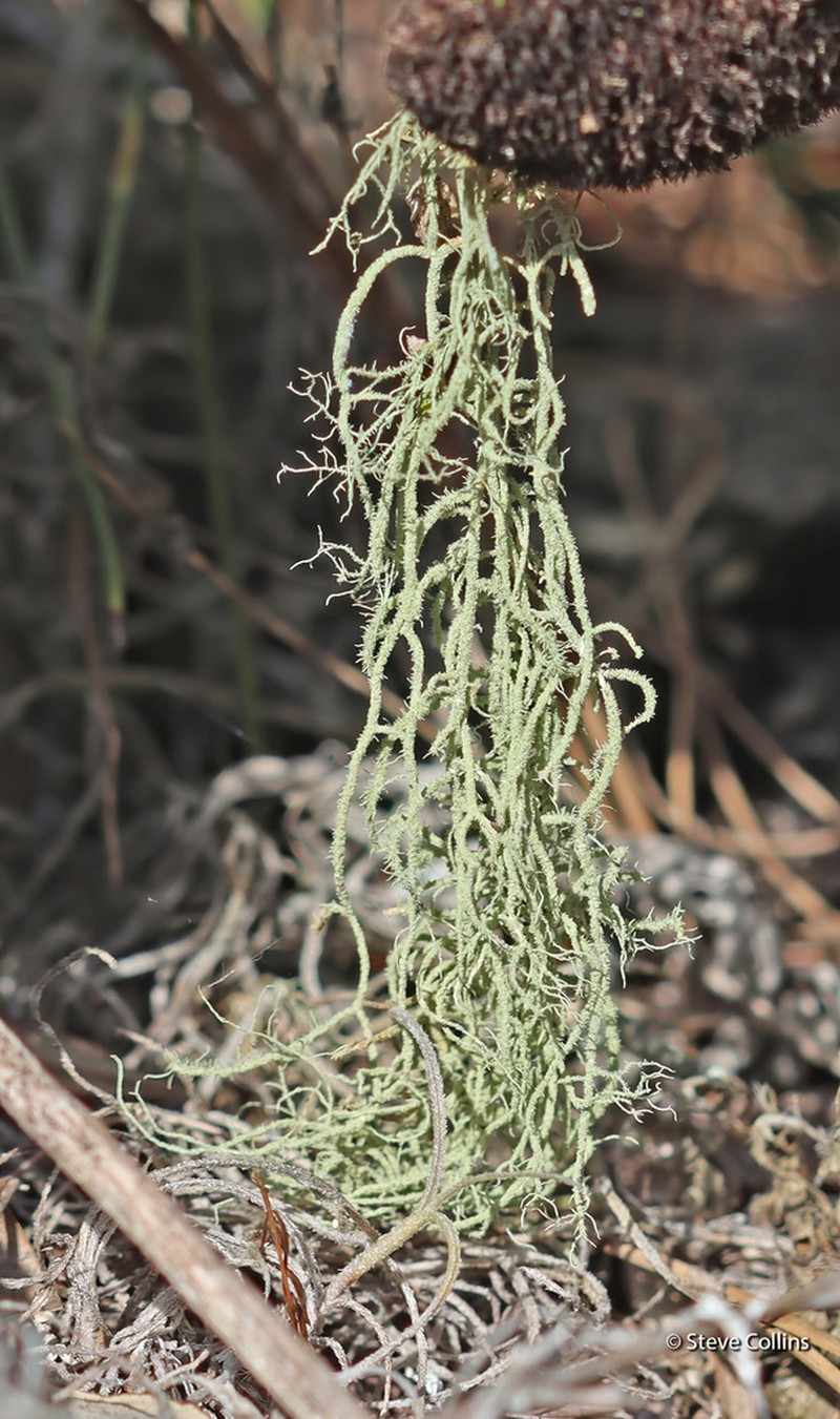 Beard Lichen photo 4