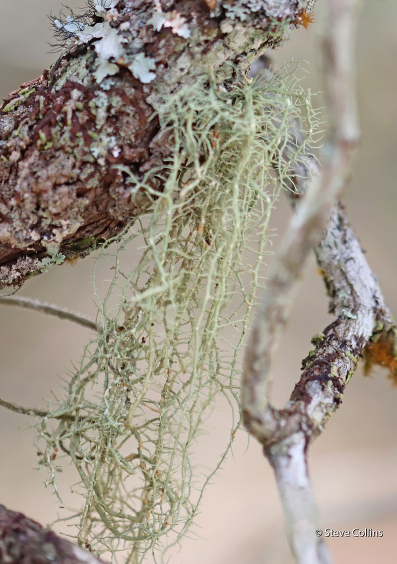 Beard Lichen photo 5