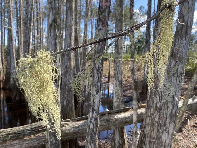 Beard Lichen photo 6