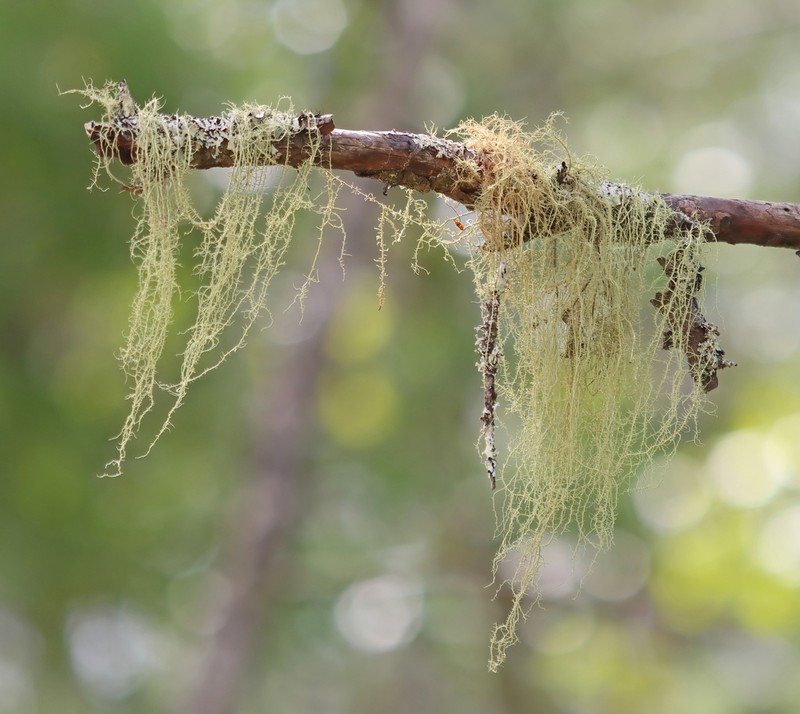 Beard Lichen photo 7