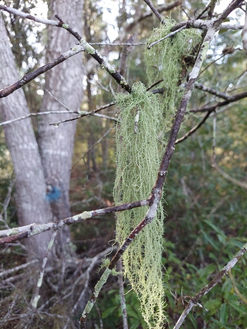Beard Lichen photo 8