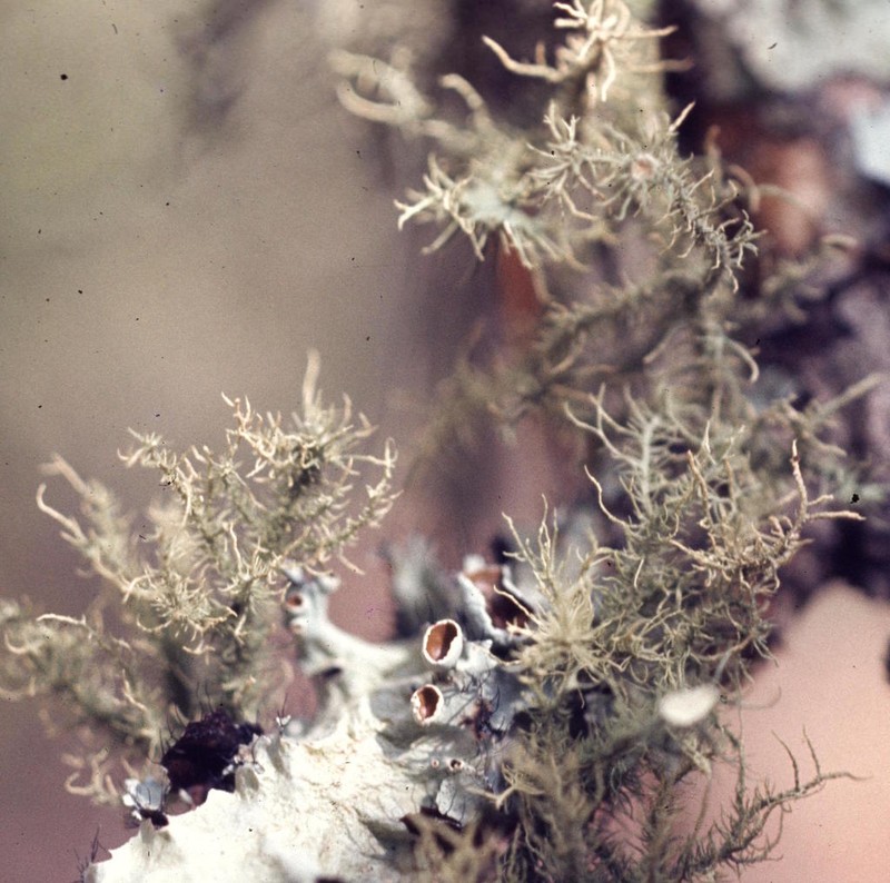 Beard Lichen