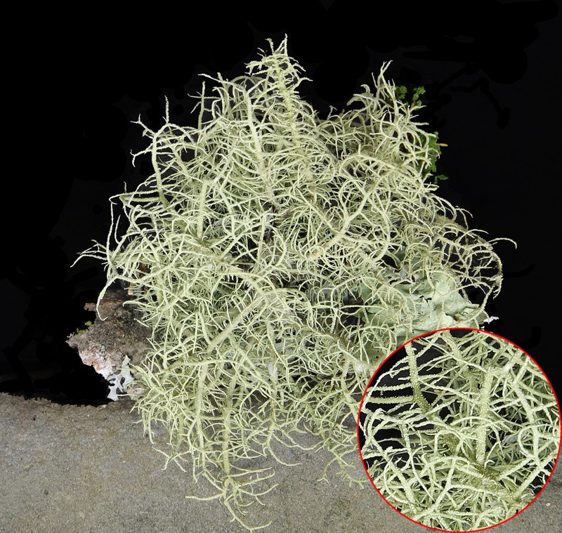 Beard Lichen photo 2