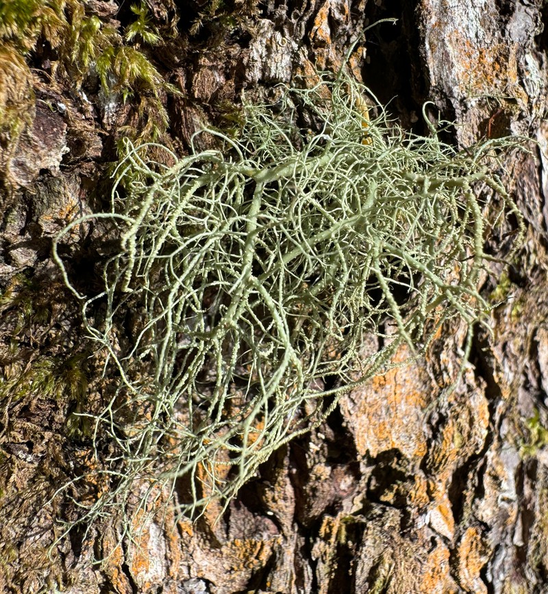 Beard Lichen photo 3