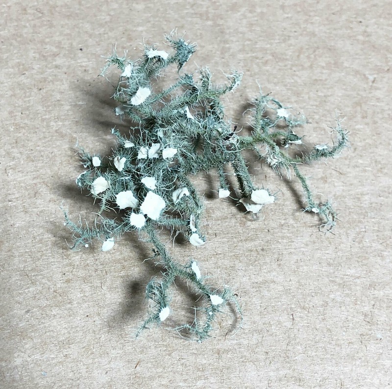 Beard Lichen