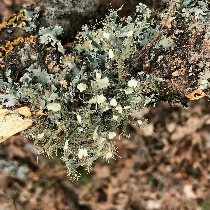 Beard Lichen photo 2