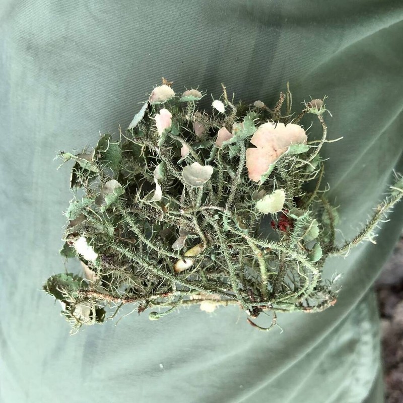 Beard Lichen photo 3