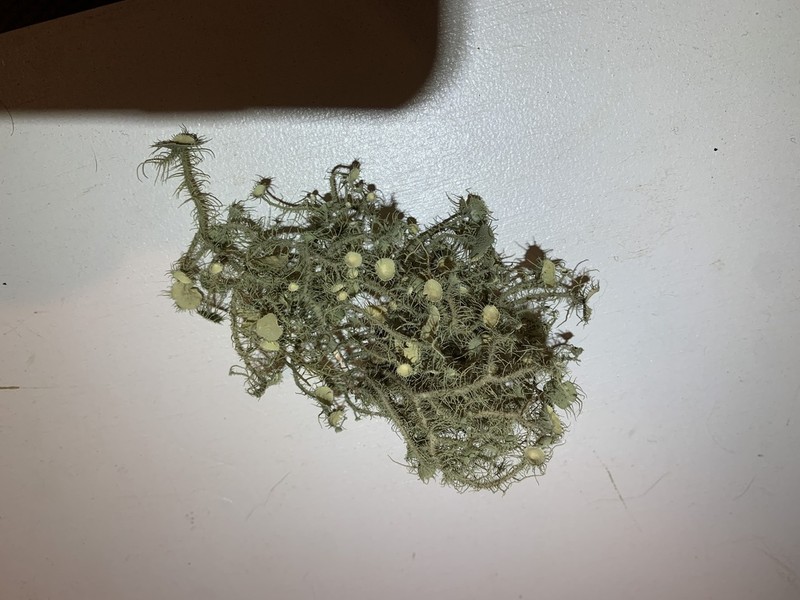 Beard Lichen photo 4
