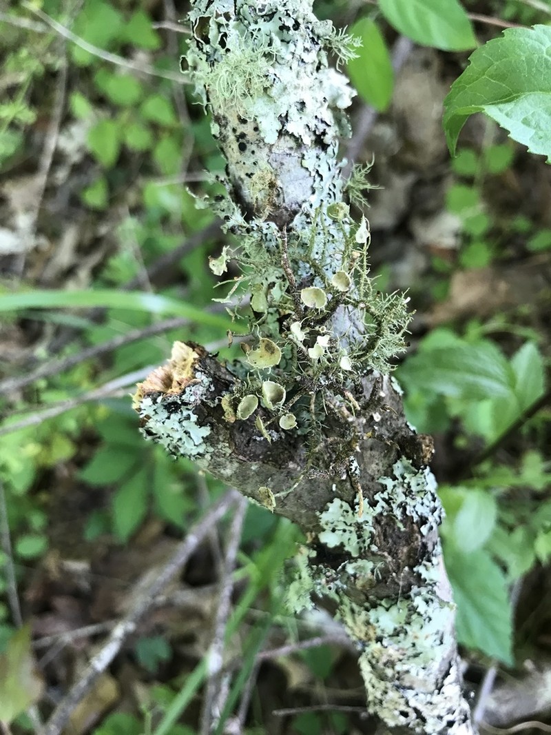 Beard Lichen photo 5