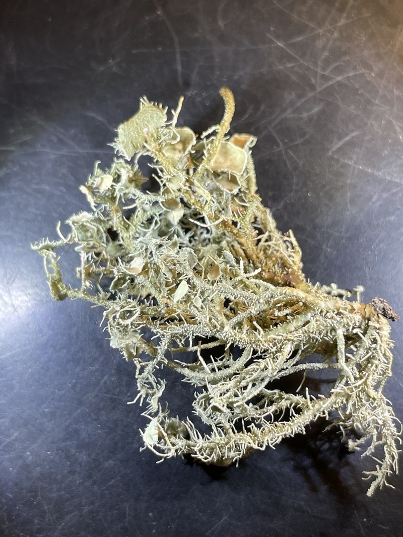 Beard Lichen photo 6