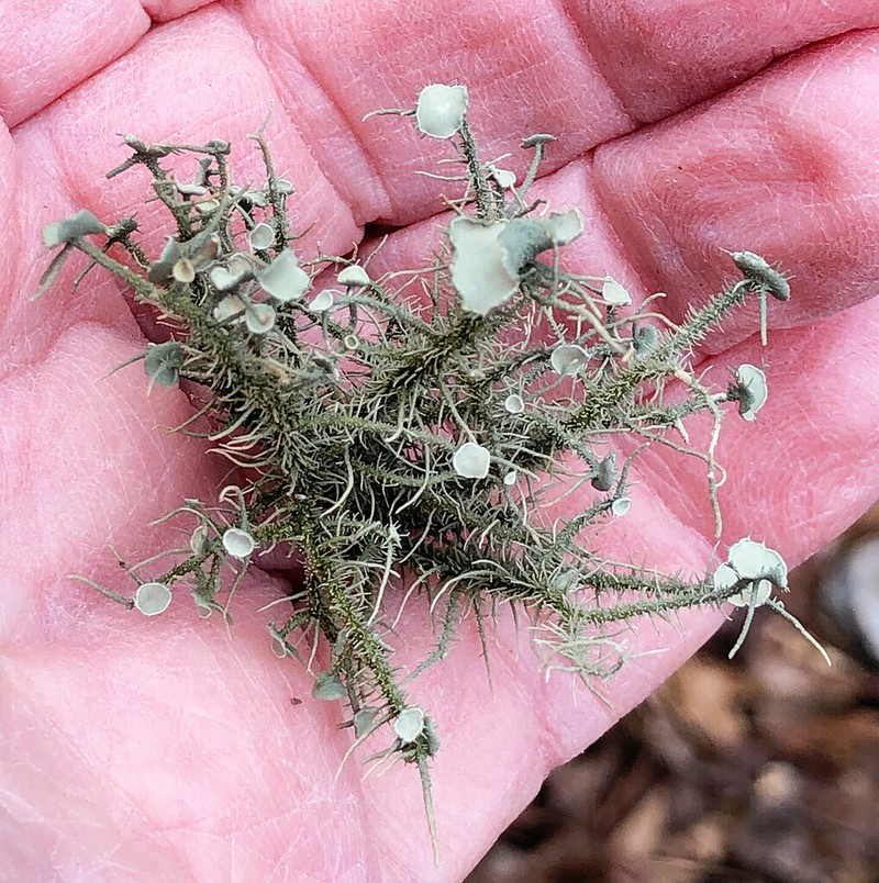 Beard Lichen photo 7