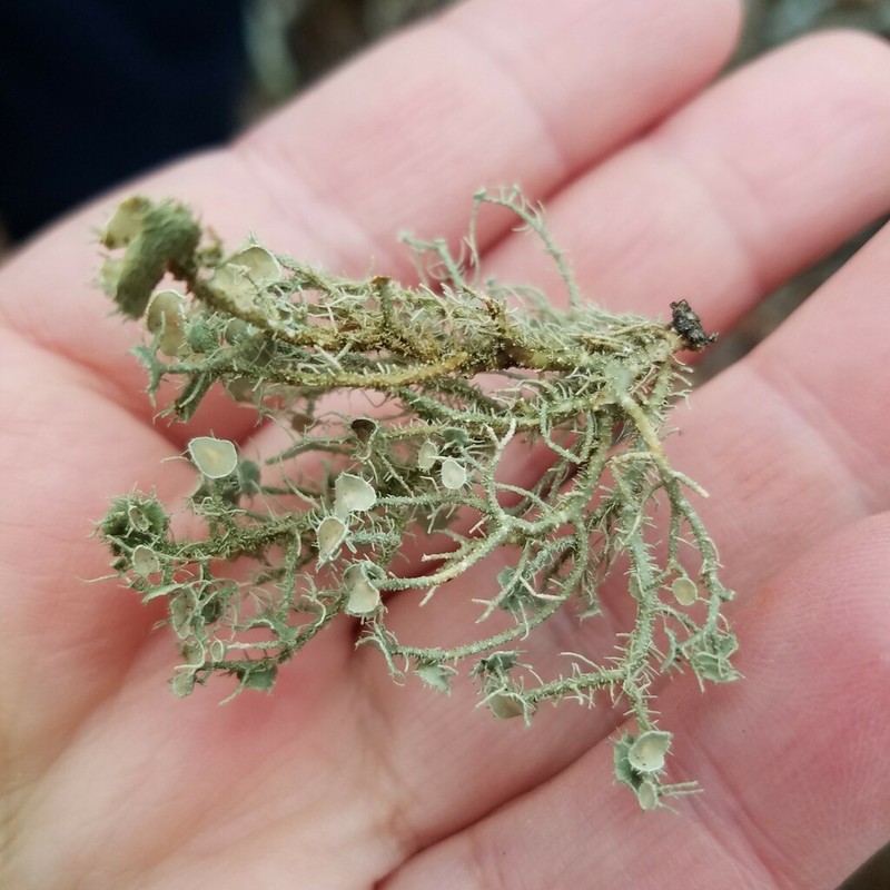 Beard Lichen photo 8