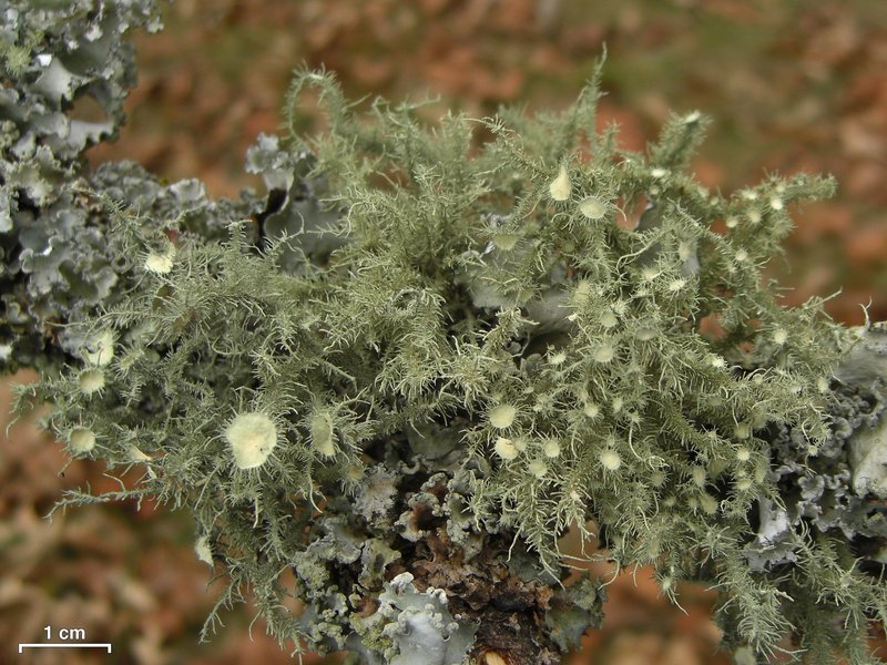 Beard Lichen