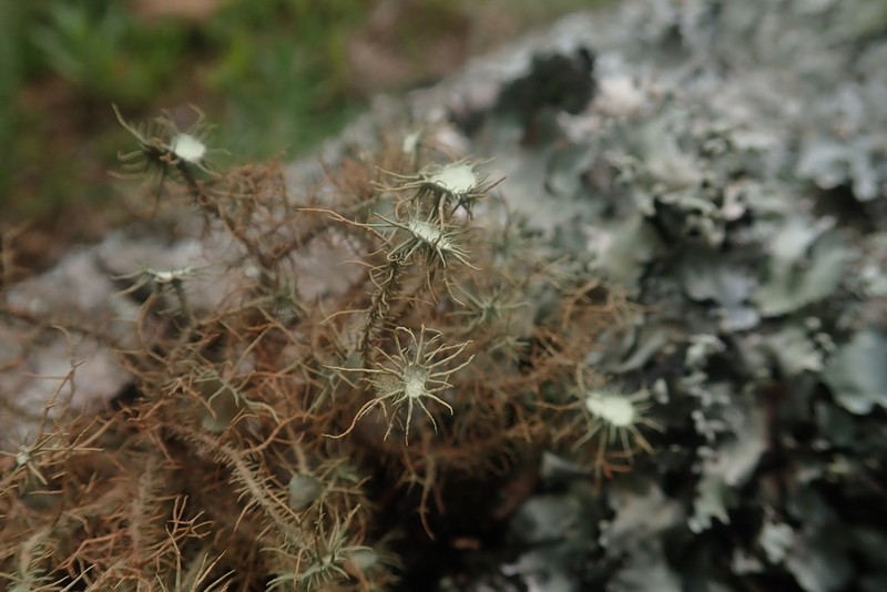 Beard Lichen photo 2