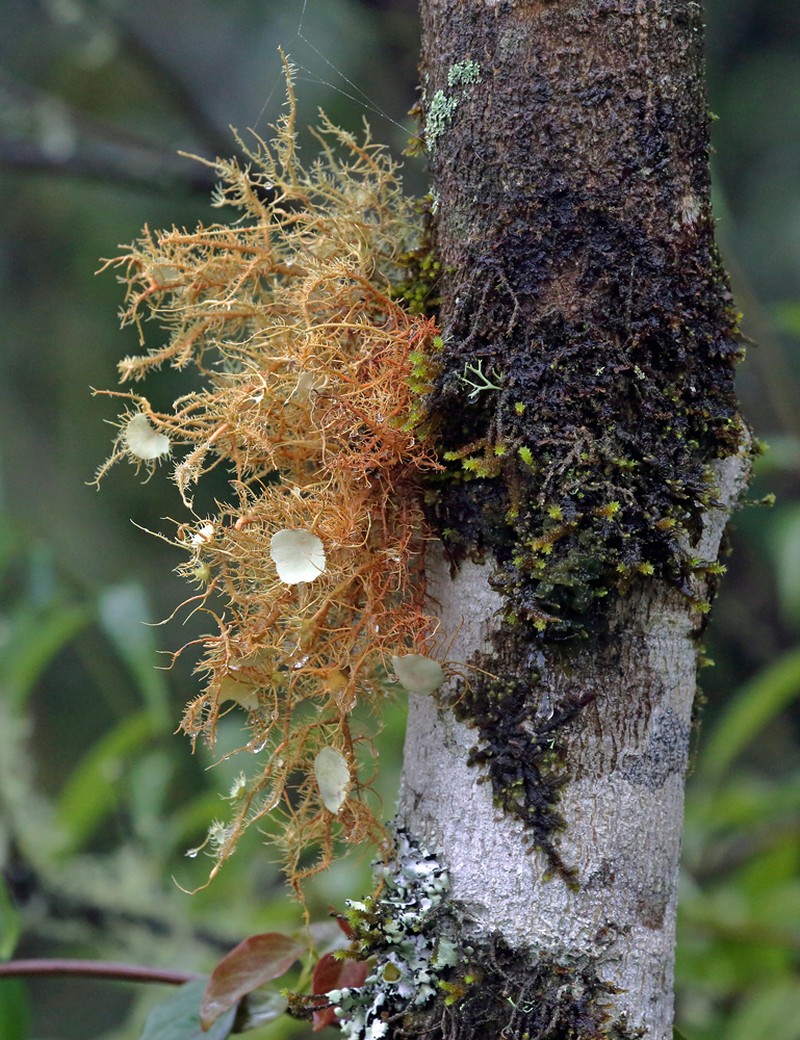 Beard Lichen photo 3