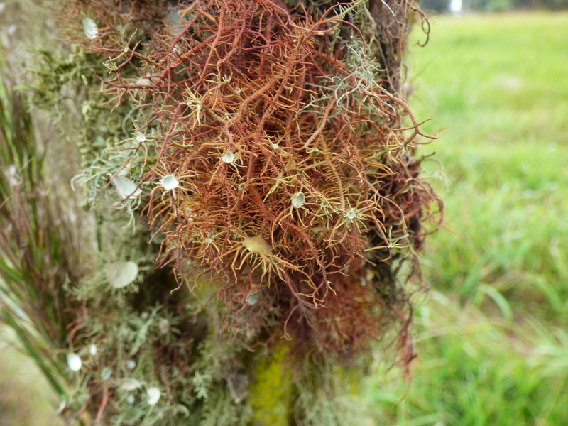 Beard Lichen photo 4
